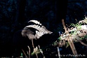 Bouquetin 0109_wm